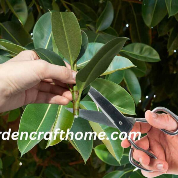 Prune Ficus Elastica