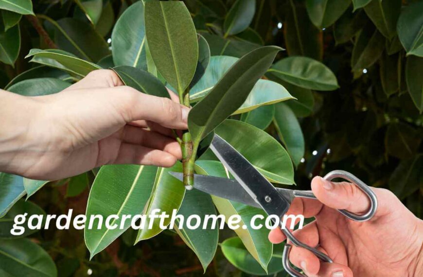 Prune Ficus Elastica