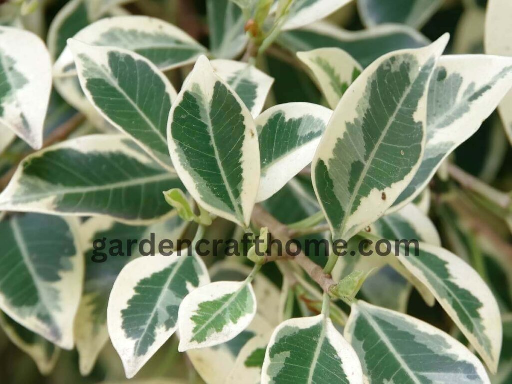 Ficus benjamina care