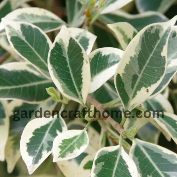 Ficus benjamina care