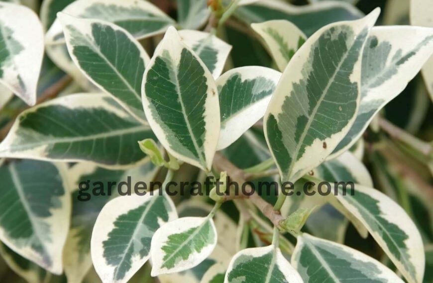 Ficus benjamina care