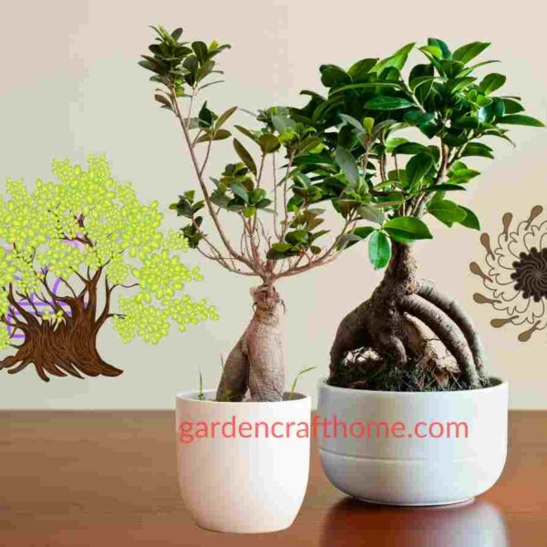 care for Ficus ginseng bonsai