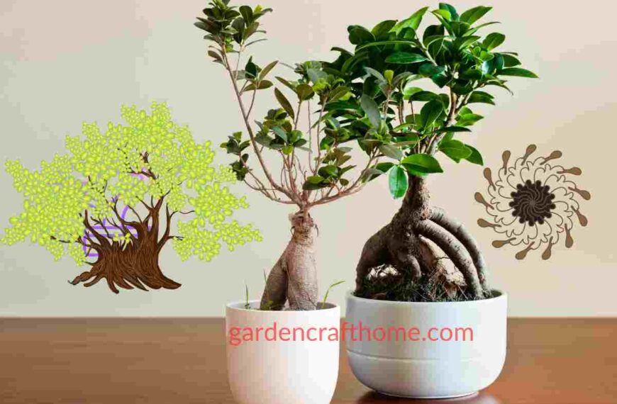 care for Ficus ginseng bonsai