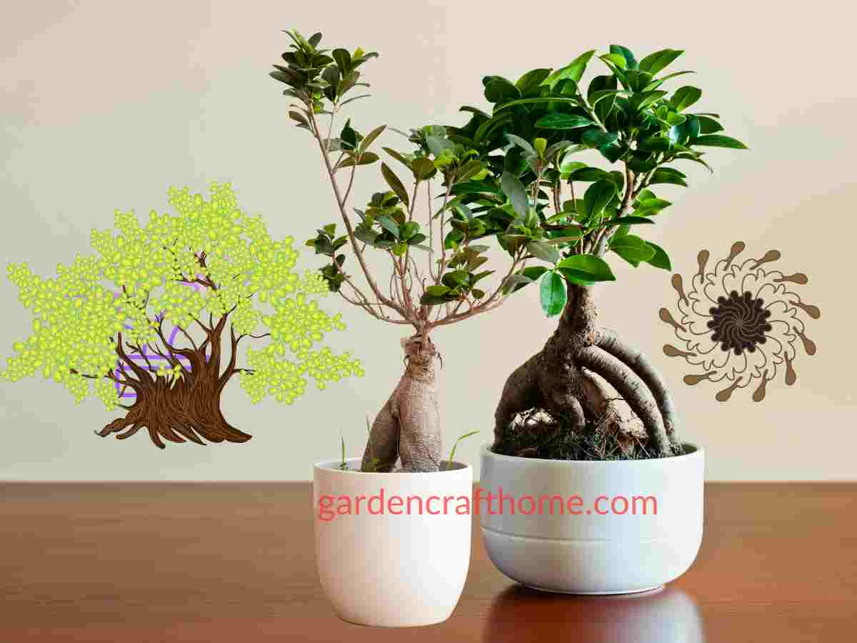 care for Ficus ginseng bonsai