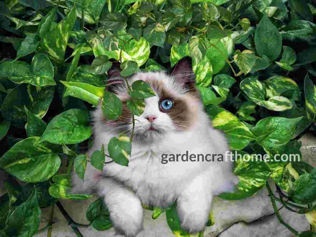 pothos toxic to cats