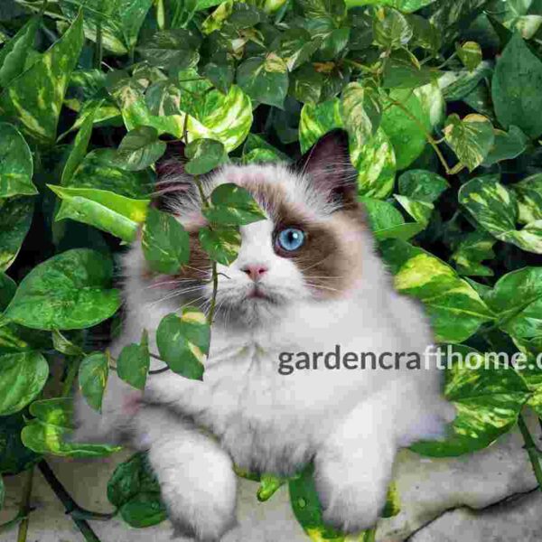 pothos toxic to cats