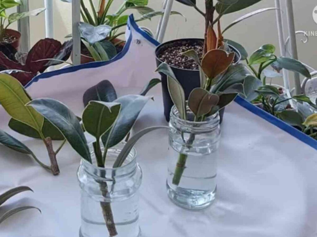 propagate FicusElastica