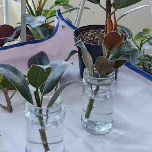 propagate FicusElastica