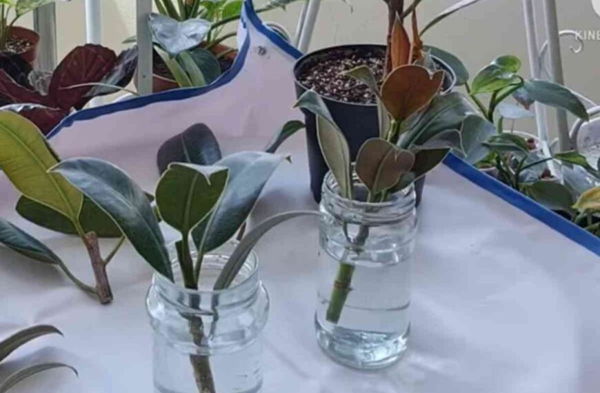 propagate FicusElastica