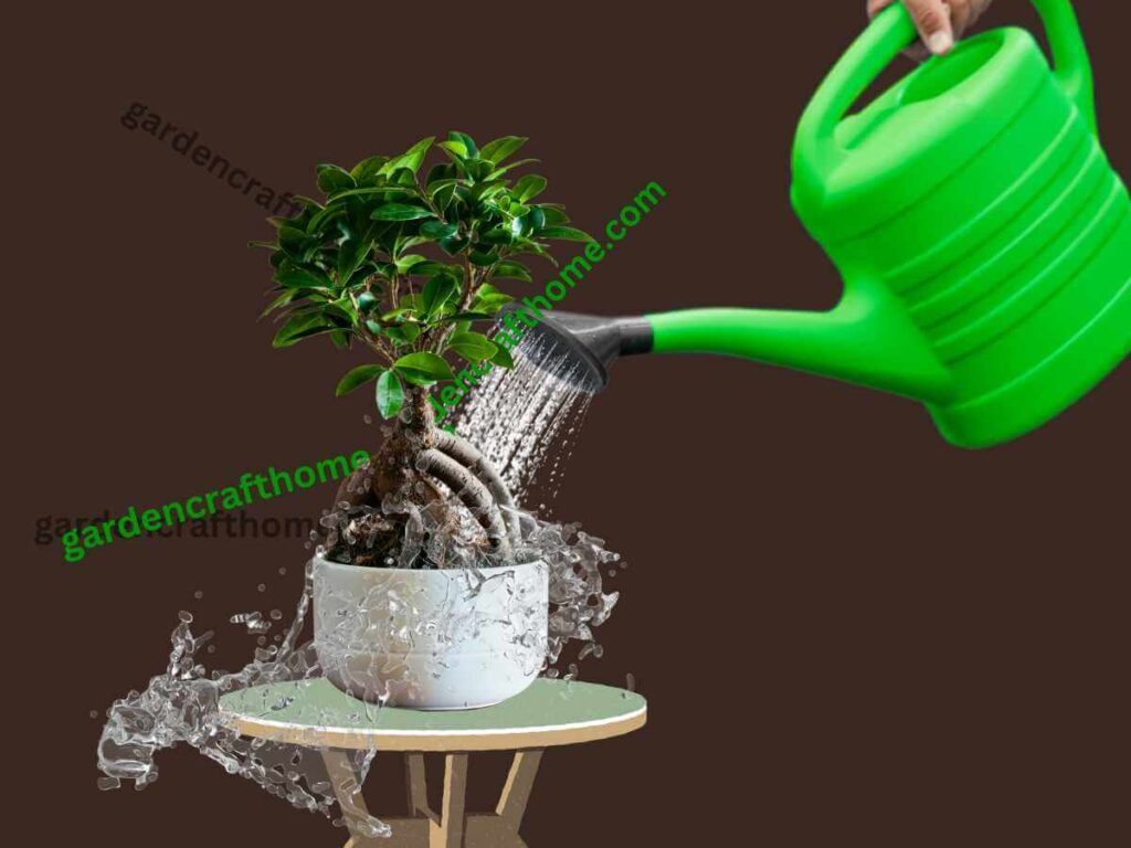 water ficus by Sub-Irrigation