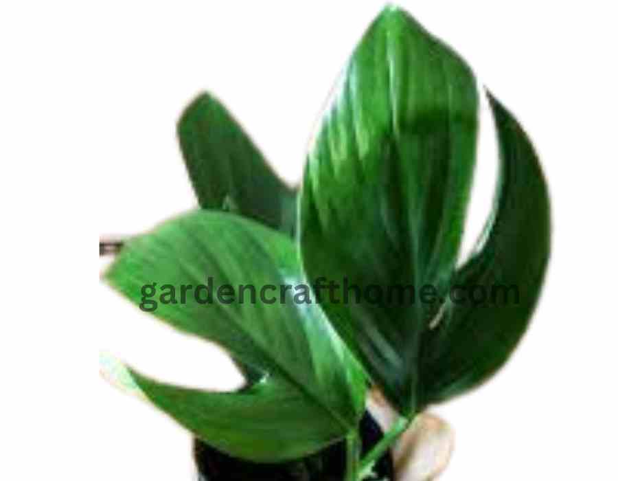 Dragon's Tail Pothos 