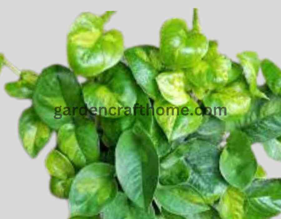 Global Green Pothos: Varieties Of Pothos 