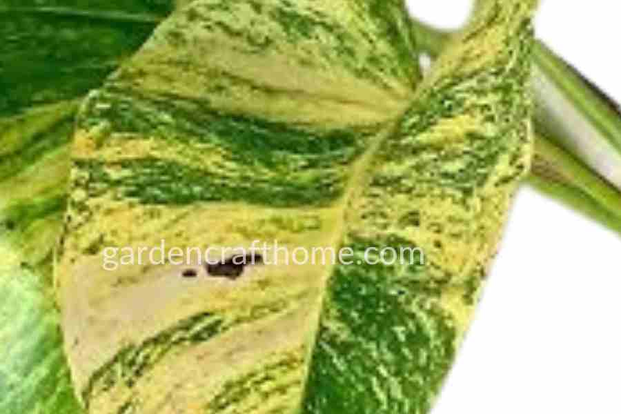 Golden Pothos: Types Of Pothos