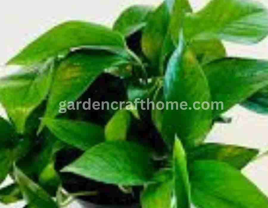 Jade Pothos