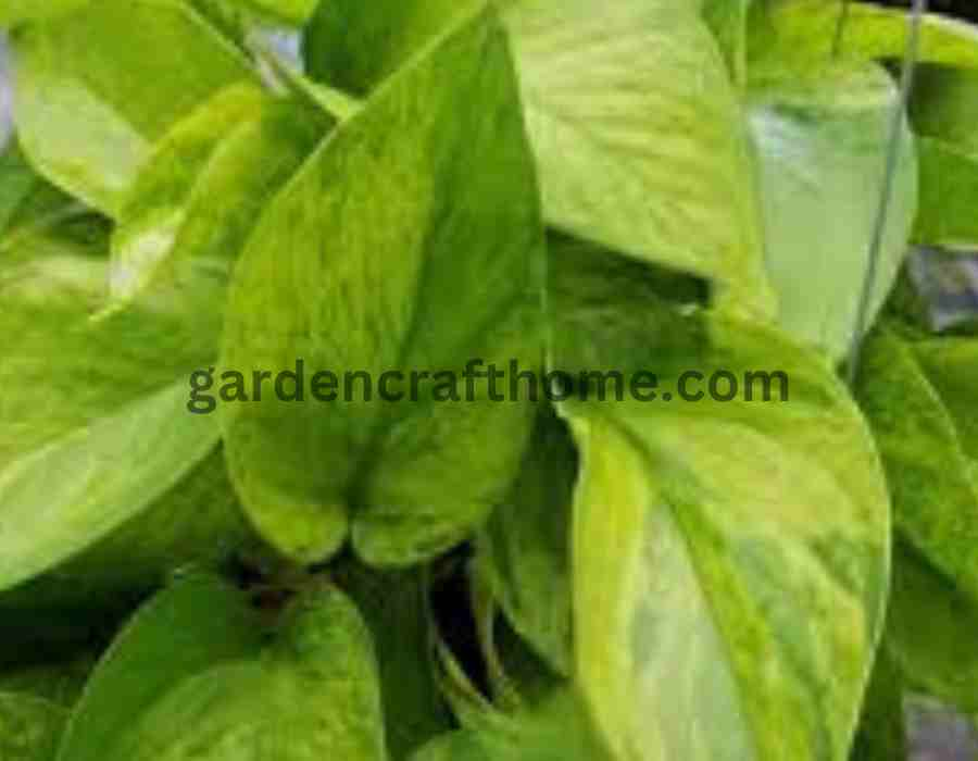 Jessenia Pothos