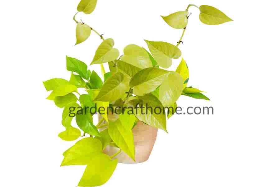 Neon Pothos; Varieties Of Pothos 