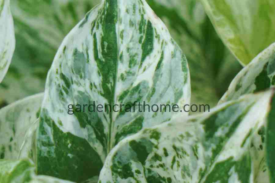 Pothos Marble Queen: Varieties Of Pothos 